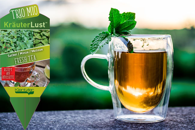 TrioMio KräuterLust Fresh Tea - Sommer-Tee Rezept