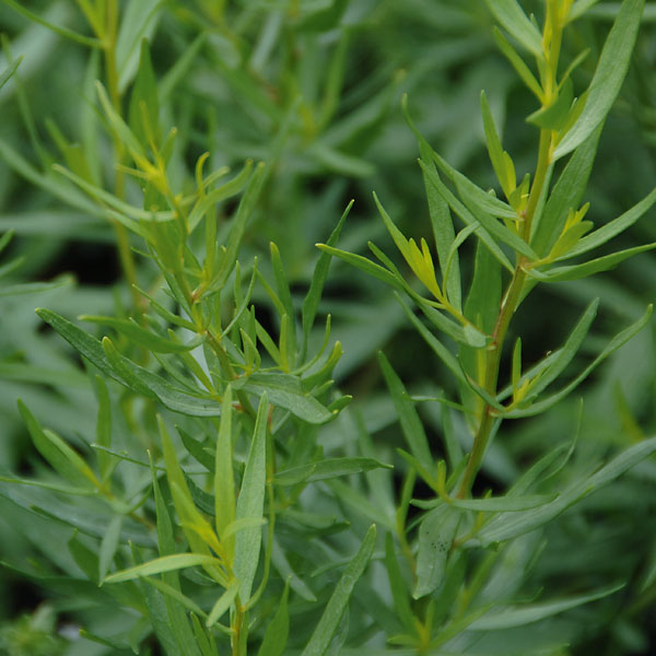 Estragon (Artemisia drancunculus) - Küchen- und Gartenkräuter