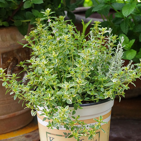 Thymian (Thymus) - Gartenkraut für die Küche und Heilpflanze
